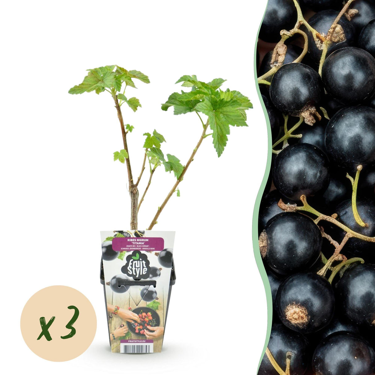 Livraison plante Cassis Titania x3