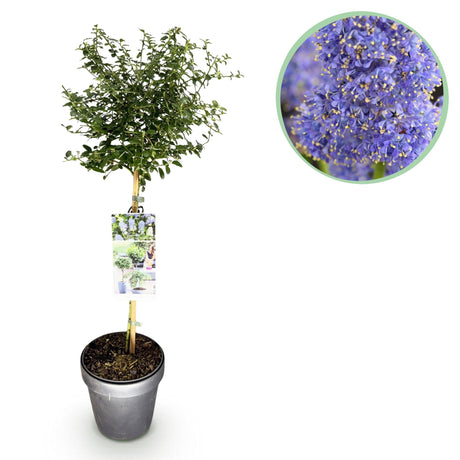 Livraison plante Ceanothus thyrsiflorus Repens – Pot 19 cm – Hauteur 90 cm