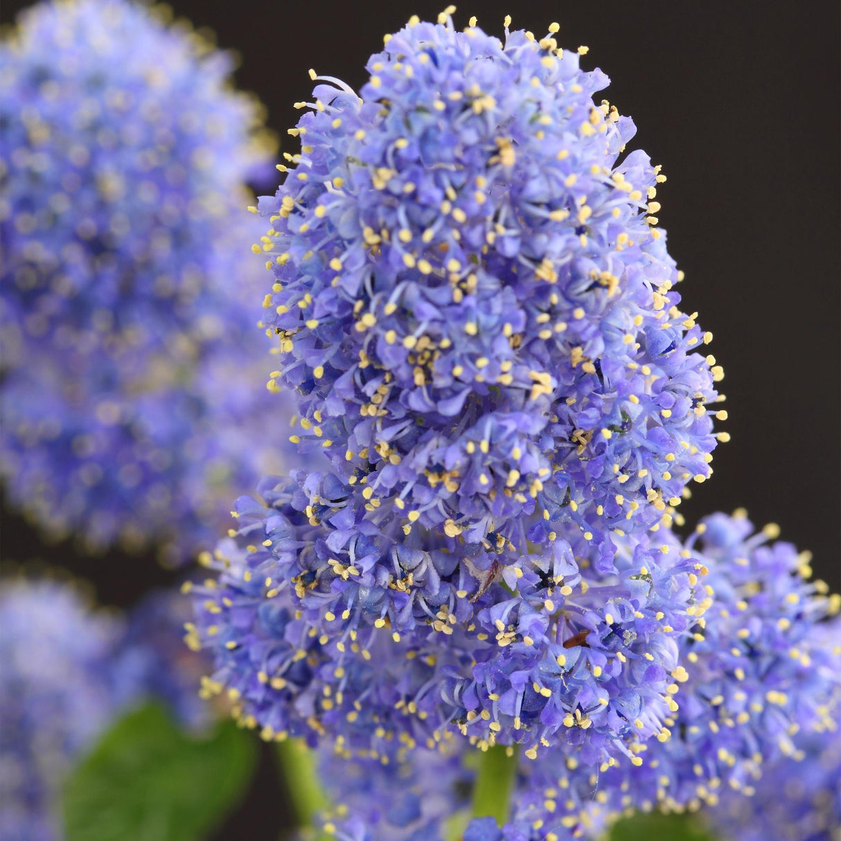 Livraison plante Ceanothus thyrsiflorus Repens – Pot 19 cm – Hauteur 90 cm