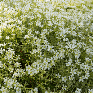 Livraison plante Céraiste tomenteux