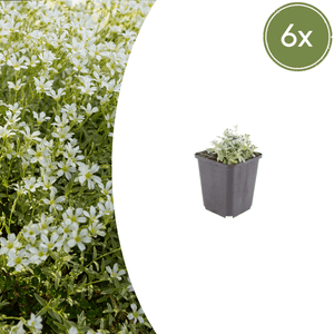 Livraison plante Céraiste tomenteux
