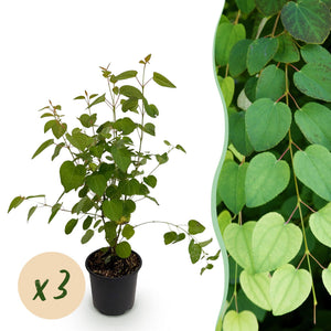 Livraison plante Cercidiphyllum japonicum en pot
