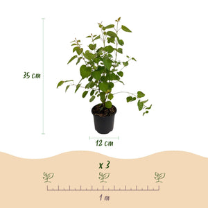 Livraison plante Cercidiphyllum japonicum – Pot 12 cm – Hauteur 35 cm