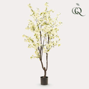Livraison plante Cerisier artificiel blanc