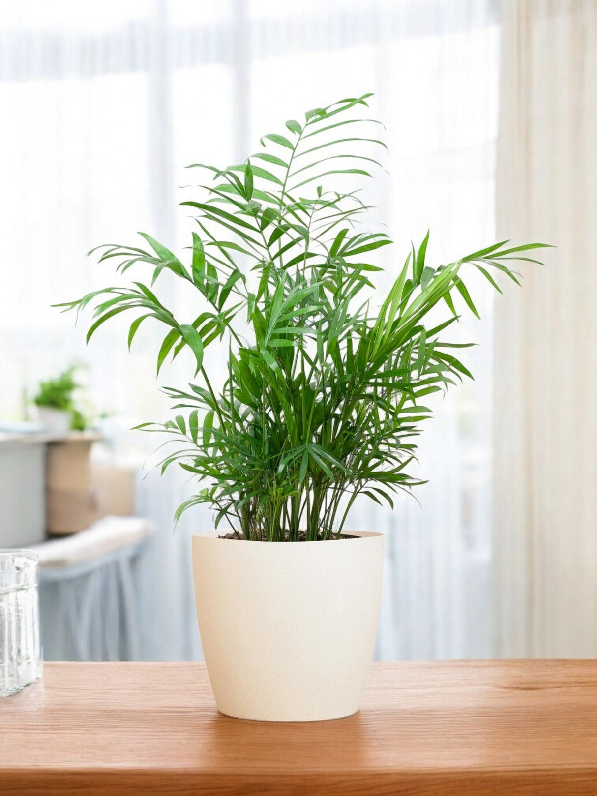 Livraison plante Chamadorea Elegans et son pot