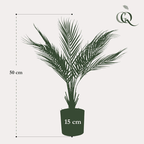 Livraison plante Chamaedorea artificiel - h50cm, Ø15cm