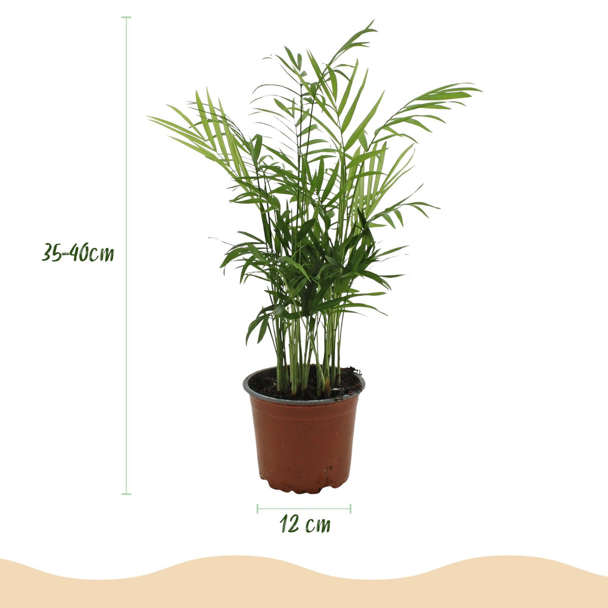 Livraison plante Chamaedorea elegans