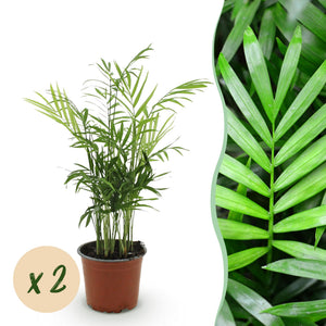 Livraison plante Chamaedorea elegans