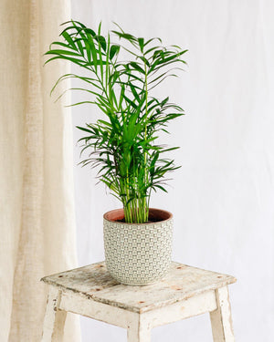 Parlor Palm - Indoor Plant