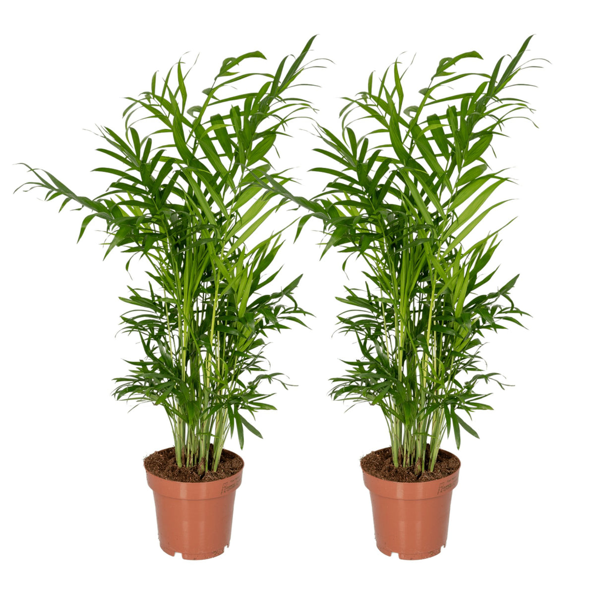 Livraison plante Chamaedorea Elegans - Lot de 2