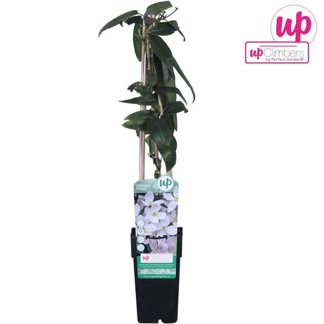 Livraison plante Clematite armandii - ↨65cm - Ø15 - plante fleurie d'extérieur