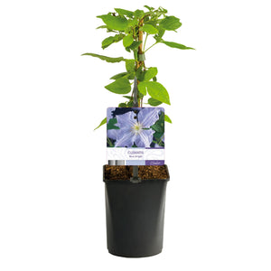 Livraison plante Clématite Blue Angel – Lot de 2 – Pot 11 cm – Hauteur 40 cm