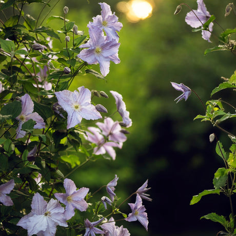 Livraison plante Clématite Blue Angel – Lot de 2 – Pot 11 cm – Hauteur 40 cm