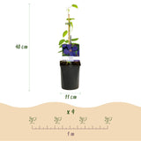 Livraison plante Clématite Rainbow – Lot de 4 – Pot 11 cm – Hauteur 40 cm