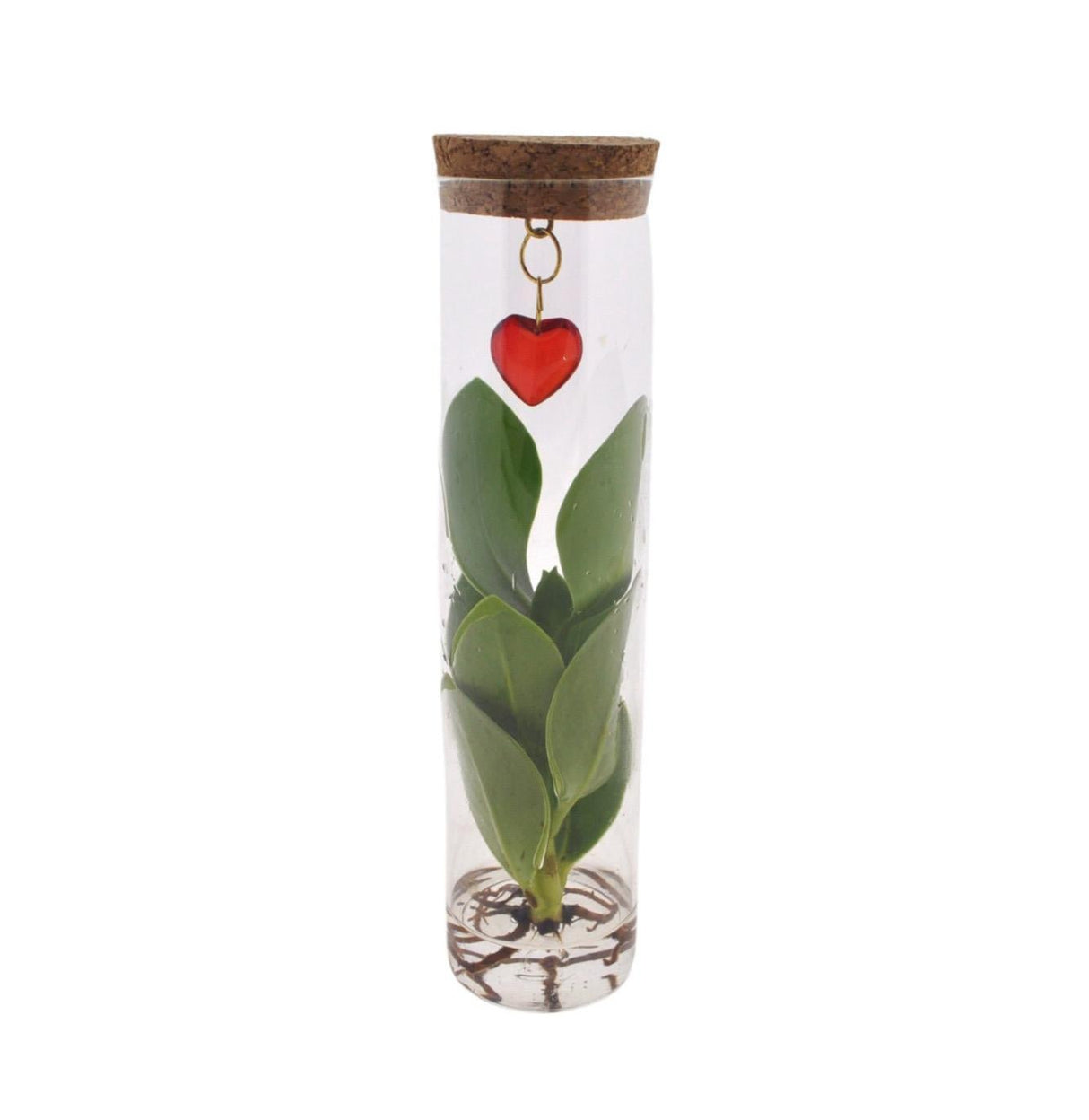 Livraison plante Clusia en tube et bijou coeur
