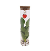 Livraison plante Clusia en tube et bijou coeur