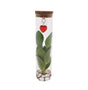 Livraison plante Clusia en tube et bijou coeur
