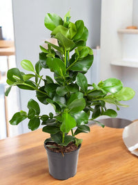 Clusia Rosea