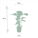 Livraison plante Coffret Alocasia Wenii, Alocasia Portodora - Lot de 2 plantes