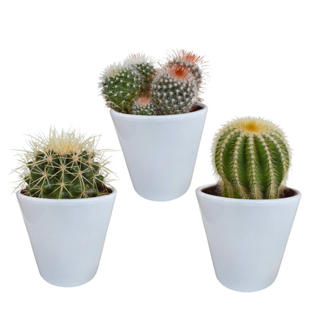 Livraison plante Coffret cactus et ses caches - pots blancs - Lot de 3 plantes, h16cm