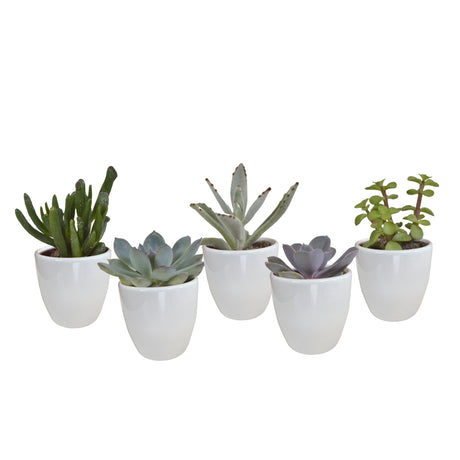 Livraison plante Coffret cactus et ses caches - pots blancs - Lot de 5 plantes, h40cm