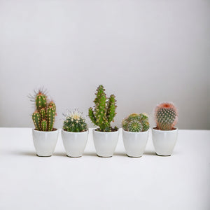 Livraison plante Coffret cactus et ses caches - pots blancs - Lot de 5 plantes, h40cm