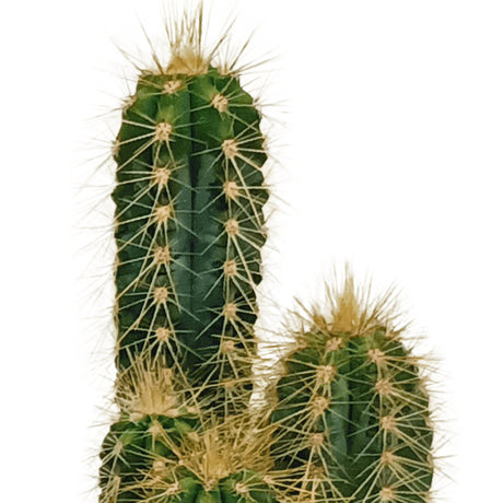 Livraison plante Coffret cactus - Lot de 10 plantes, h13cm