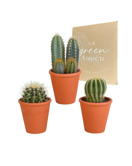 Livraison plante Coffret cadeau cactus et ses caches - pots terracotta - Lot de 3 plantes, h18cm