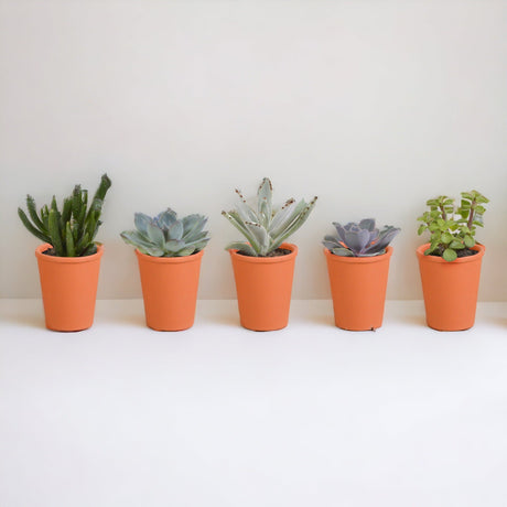 Livraison plante Coffret de 15 cactus et succulente + caches - pots terracotta