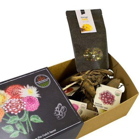 Livraison plante Coffret de bulbes hollandais Large, lot de 6 dahlias + Thé Mangue Coconut offert