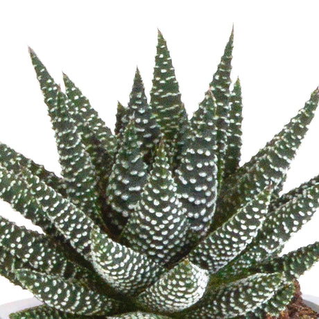 Livraison plante Coffret Gasteria, Haworthia et ses caches - pots terracotta - Lot de 3 plantes, h18cm