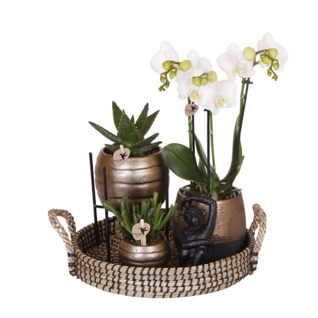 Livraison plante Coffret Home Hub | Orchidée Phalaenopsis et Plantes Succulentes