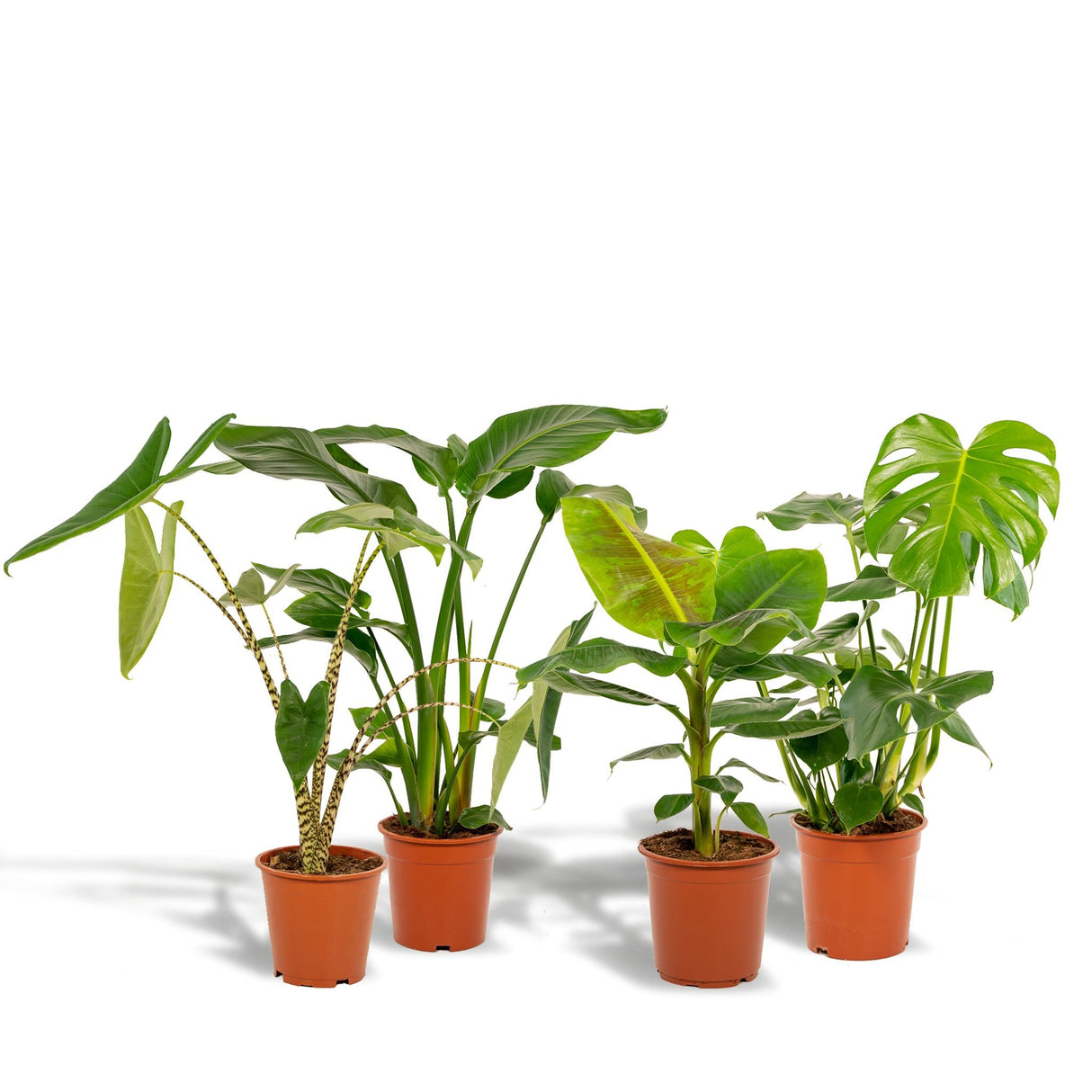 Livraison plante Coffret Monstera Deliciosa, Alocasia Zebrina, Strelitzia Nicolai, Bananier Musa - Lot de 4 plantes