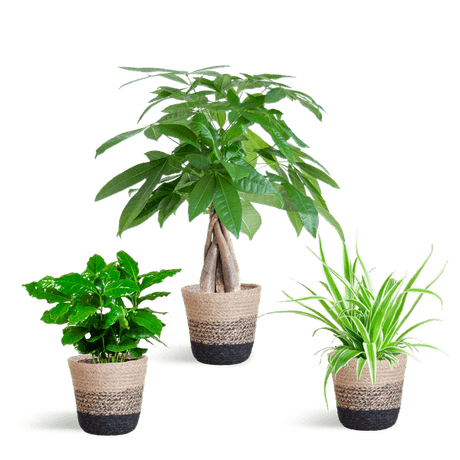 Livraison plante 🐾 Coffret – Plantes Pet's Friendly