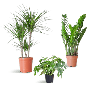 Livraison plante 🌿 Coffret – Plantes pour coins ombragés (x3)