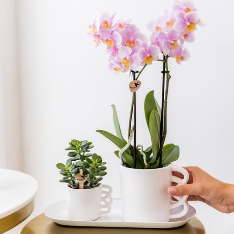 Livraison plante Coffret Rhipsalis et ses caches - pots en céramique rose poudré - Lot de 3 plantes, Ø9cm