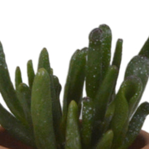 Livraison plante Coffret succulente et ses pots terracotta - Lot de 5 plantes, h13cm