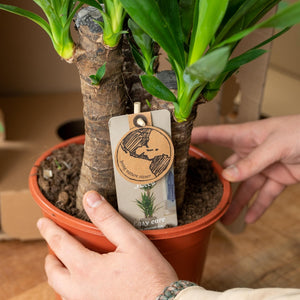 Livraison plante Coffret Yucca - Lot de 2 plantes, h90cm