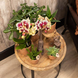 Livraison plante Combi Deal 2 Phalaenopsis Rouge et Jaune - Espagne - Plante Fleurie