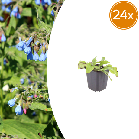 Livraison plante Consoude bleu