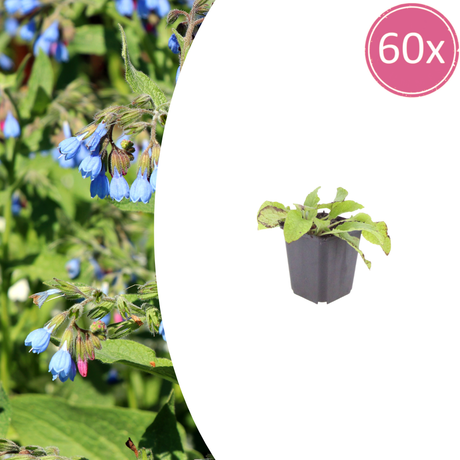 Livraison plante Consoude bleu