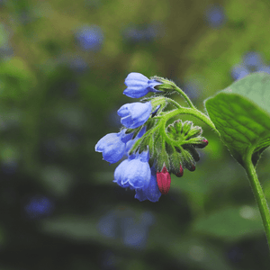 Livraison plante Consoude bleu