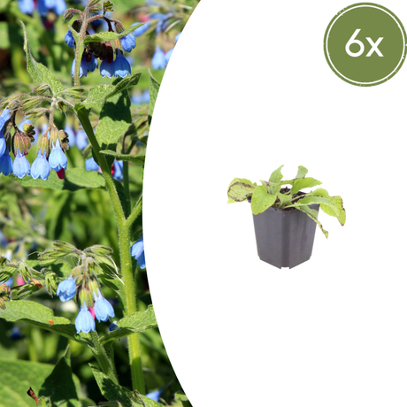 Livraison plante Consoude bleu