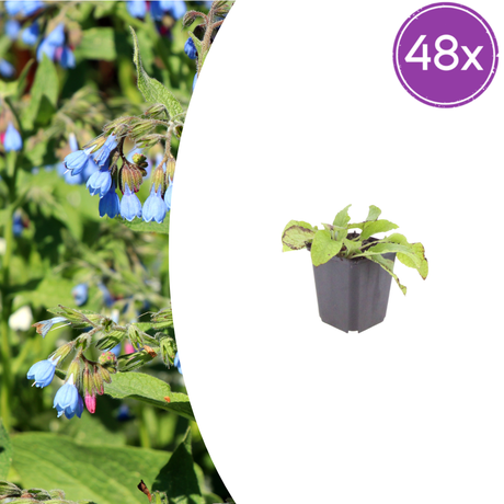 Livraison plante Consoude bleu