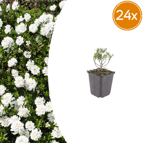 Livraison plante Corbeille d'argent