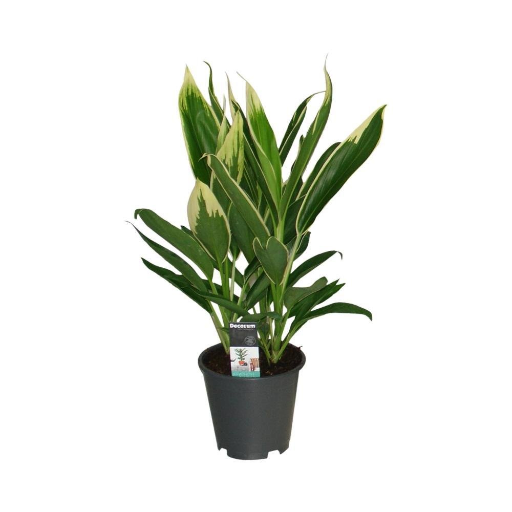 Livraison plante Cordyline 'New Conga'