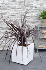 Livraison plante Cordyline x 'Festival® Burgundy'