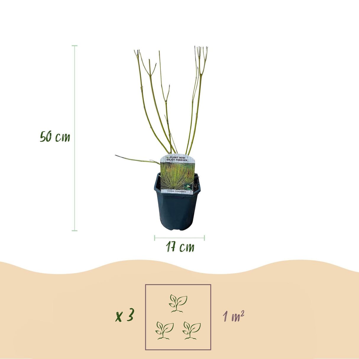 Livraison plante Cornouiller blanc Flaviramea – Pot 17 cm – Hauteur 45 cm