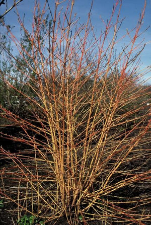 Livraison plante Cornouiller sanguin 'Anny's Winter Orange'