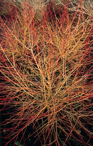 Livraison plante Cornouiller sanguin 'Anny's Winter Orange'